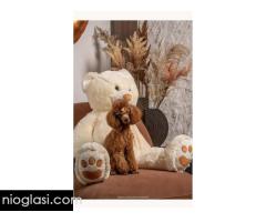 Crvene patuljaste i toy pudle