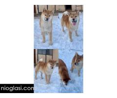 Shiba inu štenci od vrhunskih roditelja