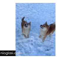 Shiba inu štenci od vrhunskih roditelja - Slika 3/5