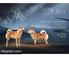 Shiba inu štenci od vrhunskih roditelja - Slika 4/5