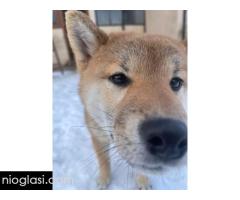 Shiba inu štenci od vrhunskih roditelja - Slika 5/5