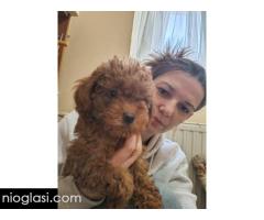 Crvene toy pudle - Slika 5/5