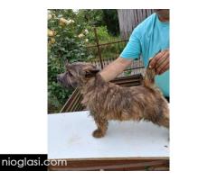 Kern terijer štenci