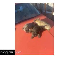 Kern terijer štenci - Slika 3/3