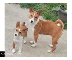 BASENJI štenci