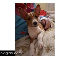 BASENJI štenci - Slika 3/15