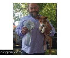 BASENJI štenci - Slika 6/15