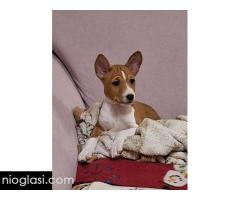 BASENJI štenci - Slika 7/15