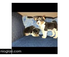 BASENJI štenci - Slika 9/15