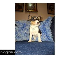 BASENJI štenci - Slika 10/15