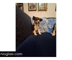 BASENJI štenci - Slika 11/15