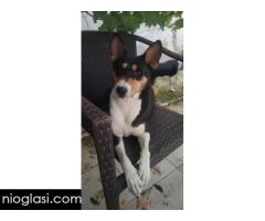 BASENJI štenci - Slika 13/15