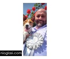 BASENJI štenci - Slika 14/15