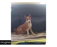 BASENJI štenci - Slika 15/15