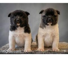 Američka Akita TOP štenci