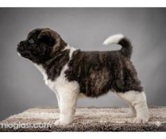 Američka Akita TOP štenci - Slika 4/8