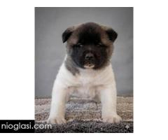 Američka Akita TOP štenci - Slika 6/8