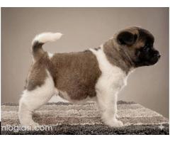 Američka Akita TOP štenci - Slika 7/8