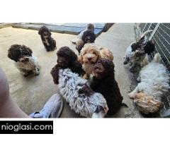 Lagotto Romagnolo, dostupni štenci