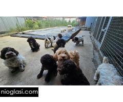 Lagotto Romagnolo, dostupni štenci