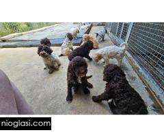 Lagotto Romagnolo, dostupni štenci - Slika 3/9