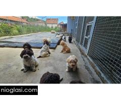 Lagotto Romagnolo, dostupni štenci - Slika 4/9