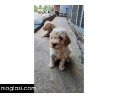 Lagotto Romagnolo, dostupni štenci - Slika 5/9