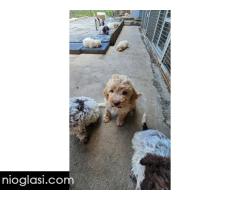 Lagotto Romagnolo, dostupni štenci - Slika 7/9