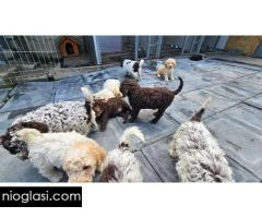 Lagotto Romagnolo, dostupni štenci - Slika 9/9