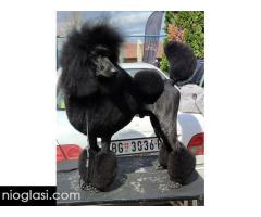 Vrhunsko leglo VELIKIH PUDLI