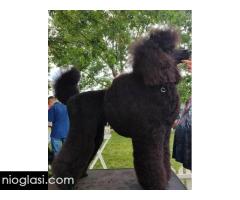 Vrhunsko leglo VELIKIH PUDLI