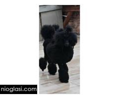 Vrhunsko leglo VELIKIH PUDLI - Slika 4/9