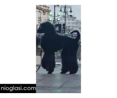 Vrhunsko leglo VELIKIH PUDLI - Slika 5/9