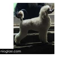 Vrhunsko leglo VELIKIH PUDLI - Slika 7/9