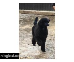 Vrhunsko leglo VELIKIH PUDLI - Slika 8/9