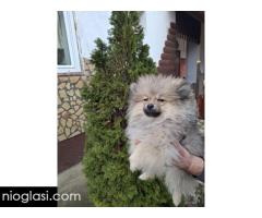 Stenci pomeranskog spica