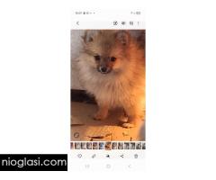 Stenci pomeranskog spica - Slika 3/5