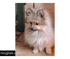 Stenci pomeranskog spica - Slika 4/5