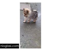 Stenci pomeranskog spica - Slika 5/5