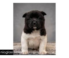 Američka Akita, izuzetni štenci