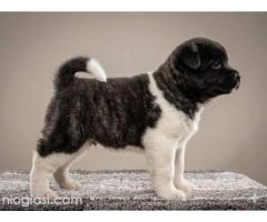 Američka Akita, izuzetni štenci - Slika 3/8