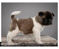 Američka Akita, izuzetni štenci - Slika 8/8