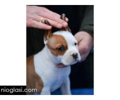 Američki Stafordski terijer štenci