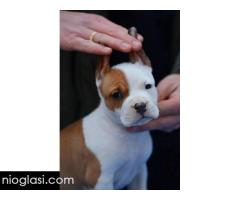 Američki Stafordski terijer štenci