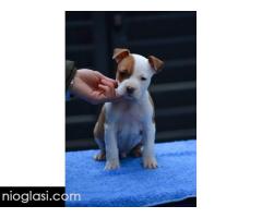 Američki Stafordski terijer štenci - Slika 3/10