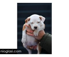 Američki Stafordski terijer štenci - Slika 4/10