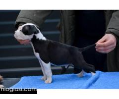 Američki Stafordski terijer štenci - Slika 7/10