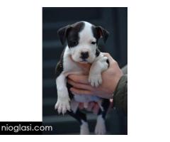 Američki Stafordski terijer štenci - Slika 8/10