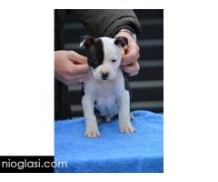 Američki Stafordski terijer štenci - Slika 9/10