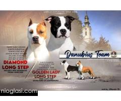 Američki Stafordski terijer štenci - Slika 10/10